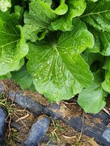 팜모닝 배추·병해충상담 게시글 이미지