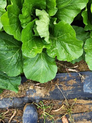 장종익 님의 배추 · 병해충상담 작성글 사진