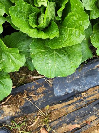 장종익 님의 배추 · 병해충상담 작성글 사진