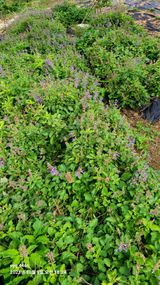 팜모닝 10월 농사 성적 자랑하기·참여글 게시글 이미지