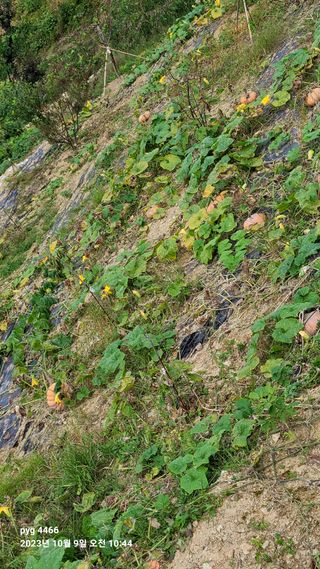 농꾼님의 10월 농사 성적 자랑하기 · 참여글 작성글 사진