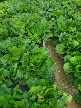 새싹농장님의 10월 농사 성적 자랑하기·참여글 작성글 사진