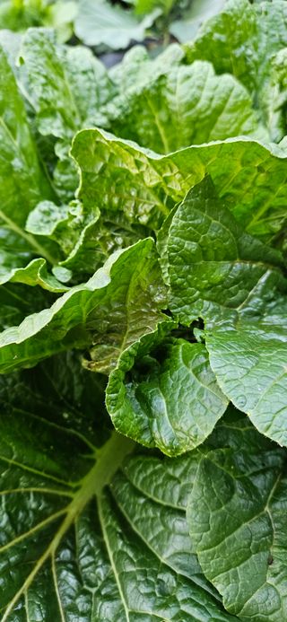 하태경님의 배추 · 병해충상담 작성글 사진