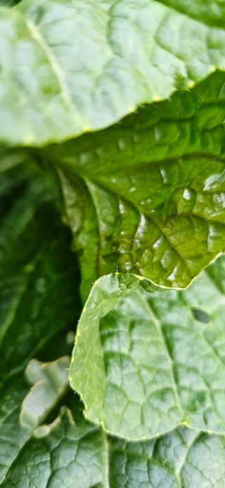 하태경님의 배추 · 병해충상담 작성글 사진