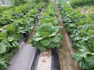 땅땅님의 배추 · 일상 작성글 사진