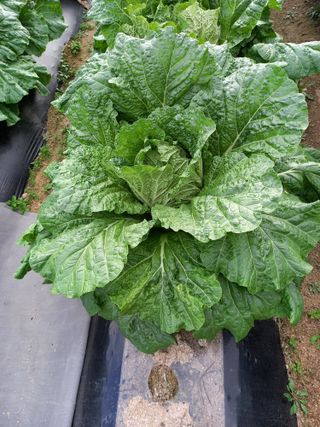 땅땅님의 배추 · 일상 작성글 사진