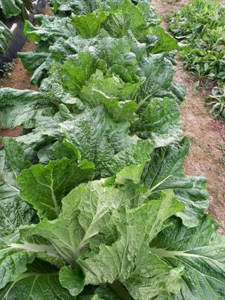 땅땅님의 배추 · 일상 작성글 사진