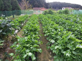 땅땅님의 배추 · 일상 작성글 사진