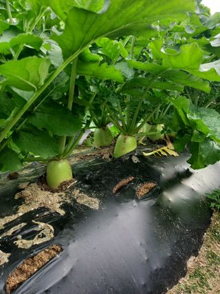 땅땅님의 배추 · 일상 작성글 사진