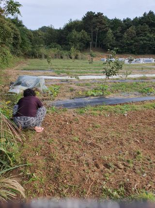 김영진님의 감 · 영농일지 작성글 사진