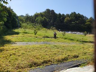 김영진님의 감 · 영농일지 작성글 사진