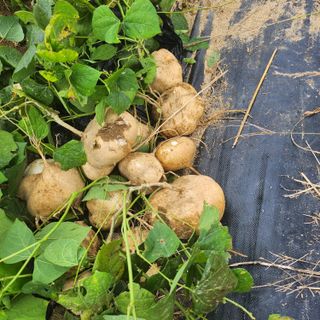 도깨비윤샘 님의 10월 농사 성적 자랑하기·참여글 작성글 사진