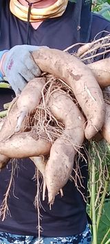 팜모닝 10월 농사 성적 자랑하기·참여글 게시글 이미지