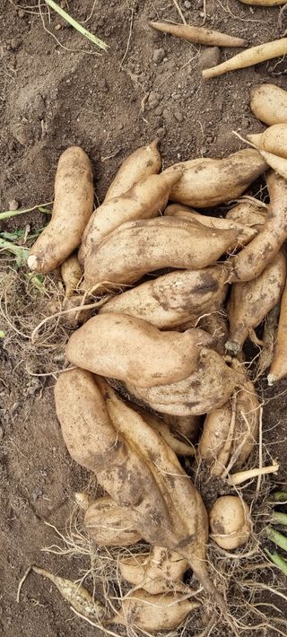 최영호님의 10월 농사 성적 자랑하기 · 참여글 작성글 사진