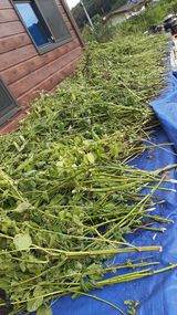 팜모닝 들깨·영농일지 게시글 이미지