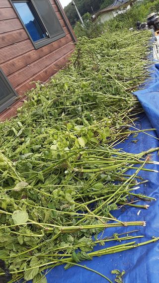 아리랑님의 들깨 · 영농일지 작성글 사진