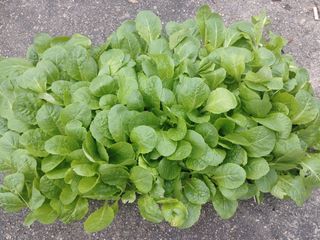 이현상님의 기타작물 · 자유게시판 작성글 사진