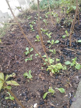 이현상님의 기타작물 · 자유게시판 작성글 사진