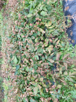 지킴이(ej)님의 기타작물 · 병해충상담 작성글 사진