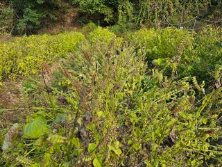 김윤숙님의 들깨 · 자유게시판 작성글 사진