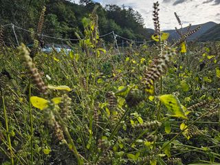 김윤숙님의 들깨 · 자유게시판 작성글 사진