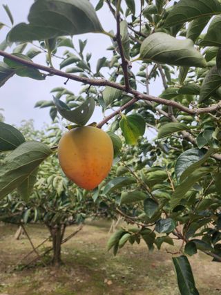 대운농원님의 10월 농사 성적 자랑하기·참여글 작성글 사진