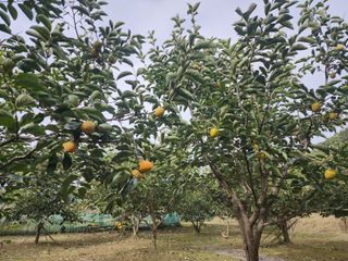 대운농원님의 10월 농사 성적 자랑하기 · 참여글 작성글 사진