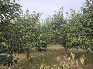 대운농원님의 10월 농사 성적 자랑하기 · 참여글 작성글 사진