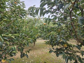 대운농원님의 10월 농사 성적 자랑하기 · 참여글 작성글 사진