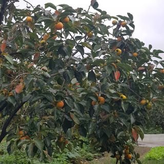 자두7511님의 10월 농사 성적 자랑하기·참여글 작성글 사진