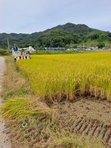 팜모닝 벼·자유게시판 게시글 이미지