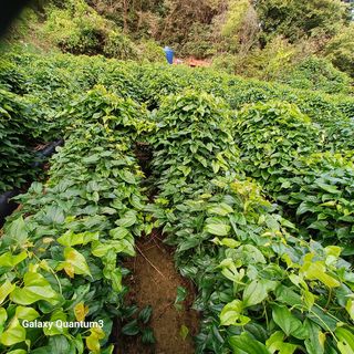 들깨 자색마 고추님의 10월 농사 성적 자랑하기·참여글 작성글 사진