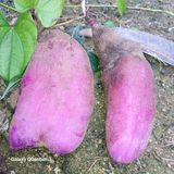 들깨 자색마 고추님의 10월 농사 성적 자랑하기·참여글 작성글 사진