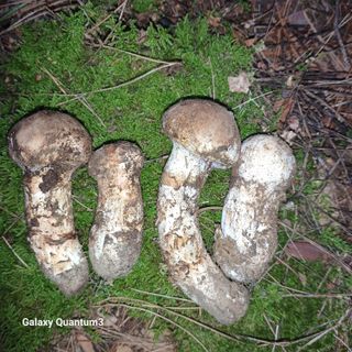 들깨 자색마 고추님의 10월 농사 성적 자랑하기 · 참여글 작성글 사진