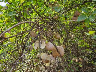 정진필님의 복숭아 · 영농일지 작성글 사진