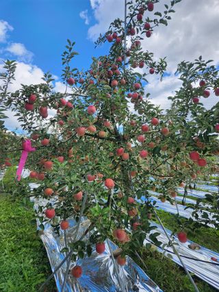 박원익(백광비료)님의 10월 농사 성적 자랑하기 · 참여글 작성글 사진
