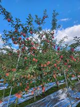 박원익(백광비료)님의 10월 농사 성적 자랑하기·참여글 작성글 사진