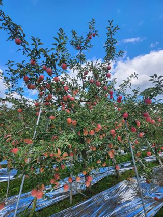 박원익(백광비료)님의 10월 농사 성적 자랑하기 · 참여글 작성글 사진