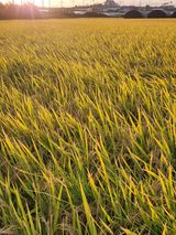 팜모닝 10월 농사 성적 자랑하기·참여글 게시글 이미지