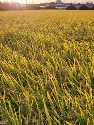무안최향숙님의 10월 농사 성적 자랑하기 · 참여글 작성글 사진