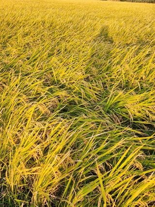 무안최향숙님의 10월 농사 성적 자랑하기 · 참여글 작성글 사진