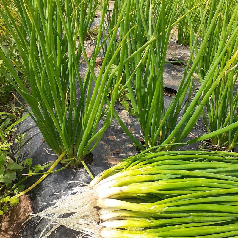 장터 상품 [쪽파] 썸네일