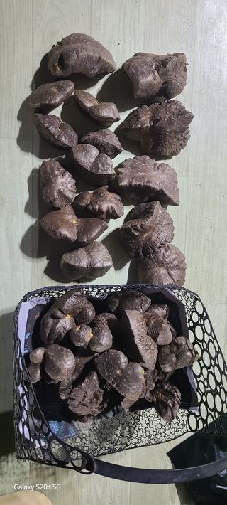 최正식(南昔)님의 콩 · 영농일지 작성글 사진