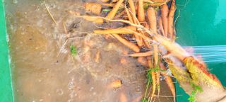 행복농장님의 고구마 · 자유게시판 작성글 사진