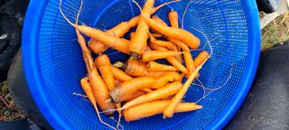 행복농장님의 고구마 · 자유게시판 작성글 사진