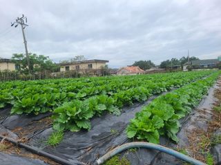 조병재님의 10월 농사 성적 자랑하기·참여글 작성글 사진