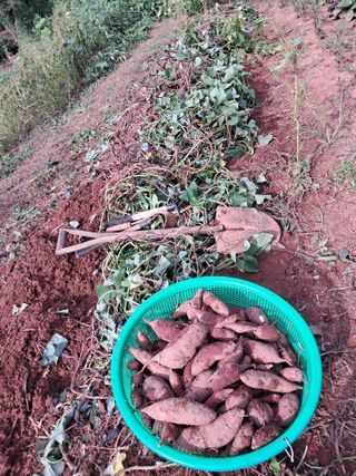 장은주님의 10월 농사 성적 자랑하기 · 참여글 작성글 사진