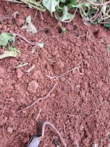 장은주님의 10월 농사 성적 자랑하기·참여글 작성글 사진