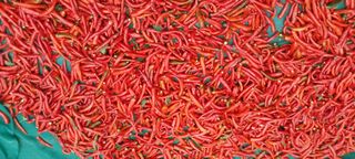 정진해님의 고추 · 일상 작성글 사진