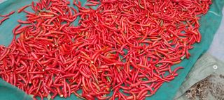 정진해님의 고추 · 일상 작성글 사진